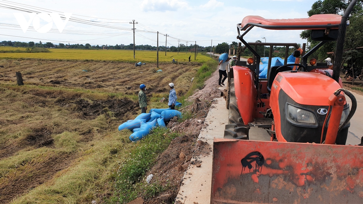 Vùng lúa trọng điểm của Đắk Lắk gặt “chạy dịch” rầy nâu